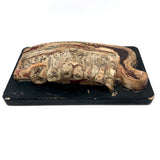 Crazy Looking Early 20th Century Lower Jaw Dental Model