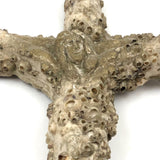 Jesus on Cross Encrusted in Barnacles!
