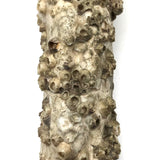 Jesus on Cross Encrusted in Barnacles!