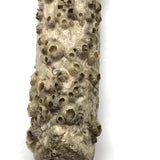 Jesus on Cross Encrusted in Barnacles!