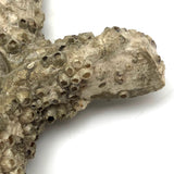 Jesus on Cross Encrusted in Barnacles!