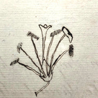 British 1823 School Botany Notebook with Drawings Throughout