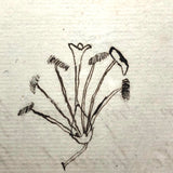British 1823 School Botany Notebook with Drawings Throughout