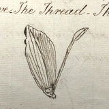 British 1823 School Botany Notebook with Drawings Throughout