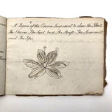 British 1823 School Botany Notebook with Drawings Throughout