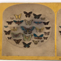 SOLD Kilburn Brothers Moths and Butterflies No. 89, Early Hand-colored Stereo Card