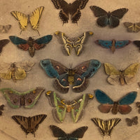 SOLD Kilburn Brothers Moths and Butterflies No. 89, Early Hand-colored Stereo Card