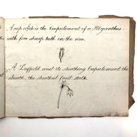 British 1823 School Botany Notebook with Drawings Throughout