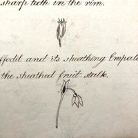 British 1823 School Botany Notebook with Drawings Throughout