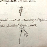 British 1823 School Botany Notebook with Drawings Throughout