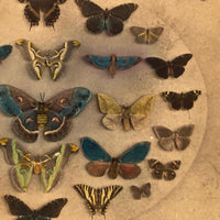 SOLD Kilburn Brothers Moths and Butterflies No. 89, Early Hand-colored Stereo Card