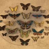 SOLD Kilburn Brothers Moths and Butterflies No. 89, Early Hand-colored Stereo Card