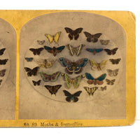 SOLD Kilburn Brothers Moths and Butterflies No. 89, Early Hand-colored Stereo Card