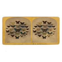 SOLD Kilburn Brothers Moths and Butterflies No. 89, Early Hand-colored Stereo Card