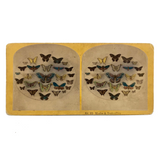 SOLD Kilburn Brothers Moths and Butterflies No. 89, Early Hand-colored Stereo Card