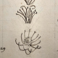 British 1823 School Botany Notebook with Drawings Throughout