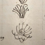 British 1823 School Botany Notebook with Drawings Throughout