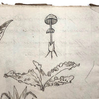 British 1823 School Botany Notebook with Drawings Throughout
