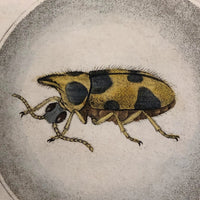Meloe Monoceros 19th Century Hand-Colored Entomological Engraving