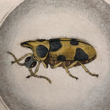 Meloe Monoceros 19th Century Hand-Colored Entomological Engraving