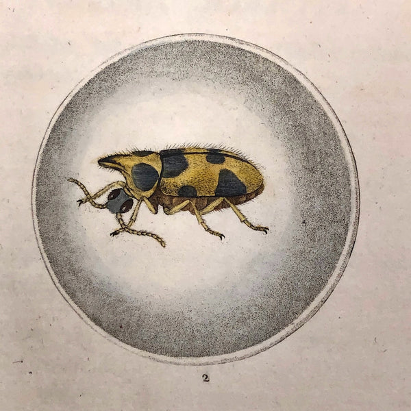 Meloe Monoceros 19th Century Hand-Colored Entomological Engraving