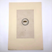 Meloe Monoceros 19th Century Hand-Colored Entomological Engraving
