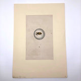 Meloe Monoceros 19th Century Hand-Colored Entomological Engraving