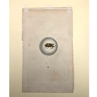 Meloe Monoceros 19th Century Hand-Colored Entomological Engraving