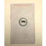 Meloe Monoceros 19th Century Hand-Colored Entomological Engraving