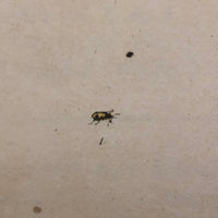 Meloe Monoceros 19th Century Hand-Colored Entomological Engraving