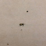 Meloe Monoceros 19th Century Hand-Colored Entomological Engraving