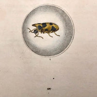 Meloe Monoceros 19th Century Hand-Colored Entomological Engraving