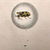 Meloe Monoceros 19th Century Hand-Colored Entomological Engraving