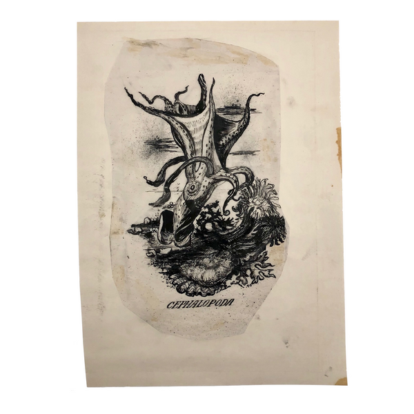 William Charles Palmer 1940 Pen and Ink "Cephalopoda" Drawing