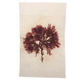 Antique Pressed Seaweed Specimen #3, c. 1850s