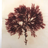 Antique Pressed Seaweed Specimen #3, c. 1850s