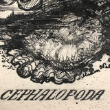 William Charles Palmer 1940 Pen and Ink "Cephalopoda" Drawing