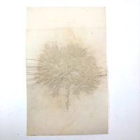 Antique Pressed Seaweed Specimen #3, c. 1850s