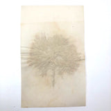 Antique Pressed Seaweed Specimen #3, c. 1850s