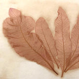 Antique Pressed Seaweed Specimen #2, c. 1850s