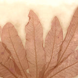 Antique Pressed Seaweed Specimen #2, c. 1850s