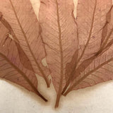 Antique Pressed Seaweed Specimen #2, c. 1850s