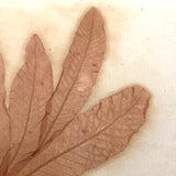 Antique Pressed Seaweed Specimen #2, c. 1850s