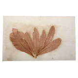 Antique Pressed Seaweed Specimen #2, c. 1850s