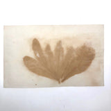Antique Pressed Seaweed Specimen #2, c. 1850s