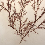 Antique Pressed Seaweed Specimen #4, c. 1850s
