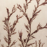 Antique Pressed Seaweed Specimen #4, c. 1850s