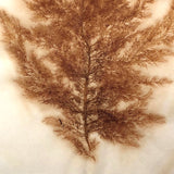 Antique Pressed Seaweed Specimen #5, c. 1850s