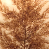 Antique Pressed Seaweed Specimen #5, c. 1850s