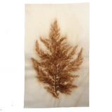 Antique Pressed Seaweed Specimen #5, c. 1850s